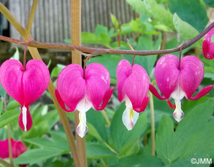 Dicentra spectabilis