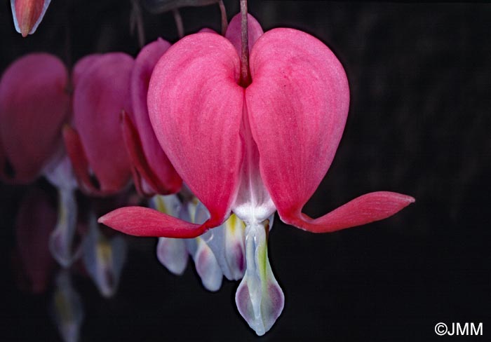 Dicentra spectabilis