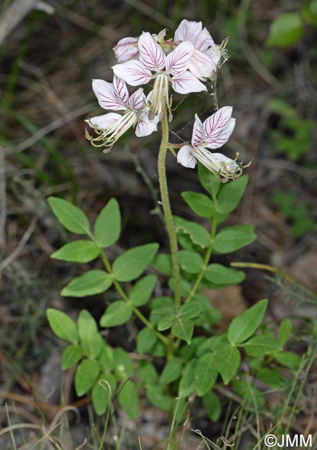 Dictamnus albus