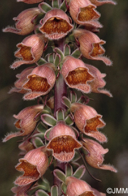 Digitalis ferruginea