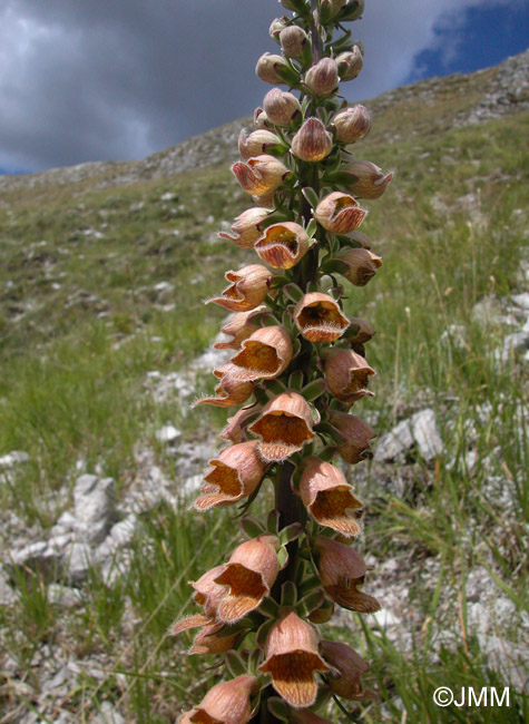 Digitalis ferruginea