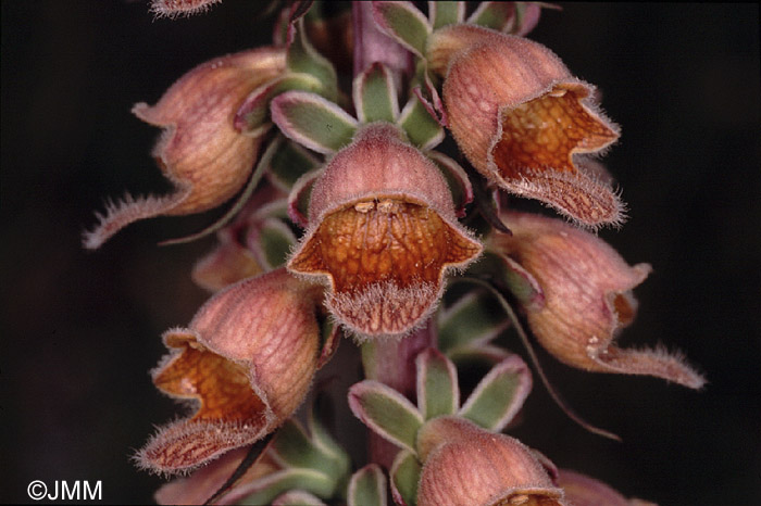 Digitalis ferruginea