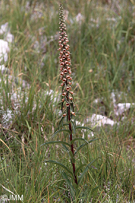 Digitalis ferruginea