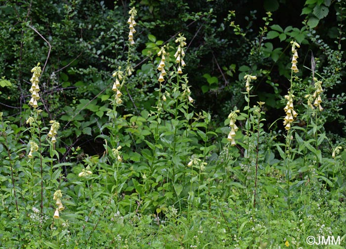 Digitalis grandiflora