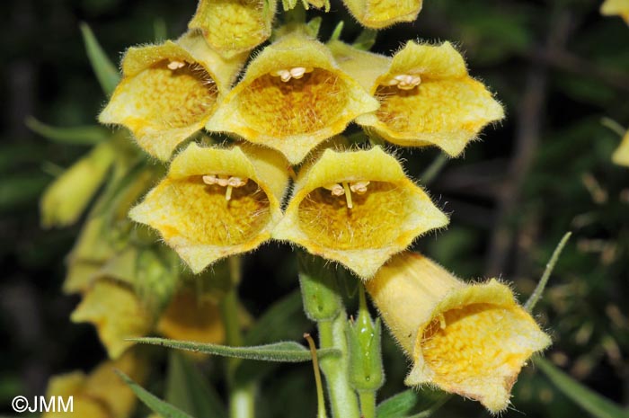 Digitalis grandiflora