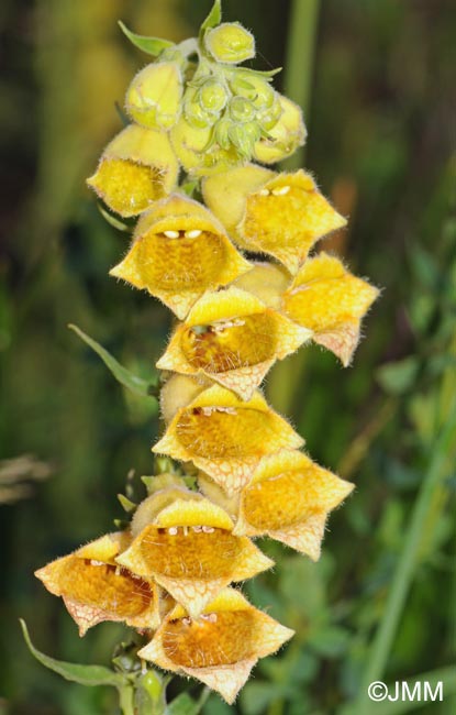 Digitalis grandiflora