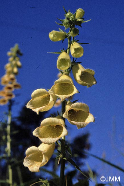 Digitalis grandiflora