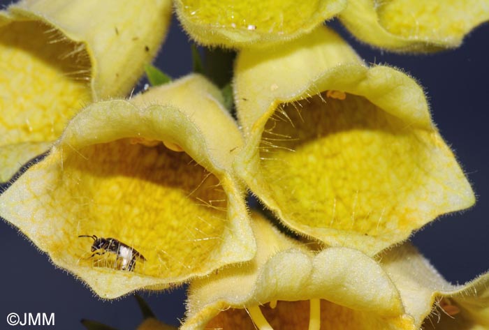 Digitalis grandiflora