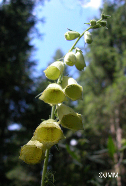 Digitalis grandiflora