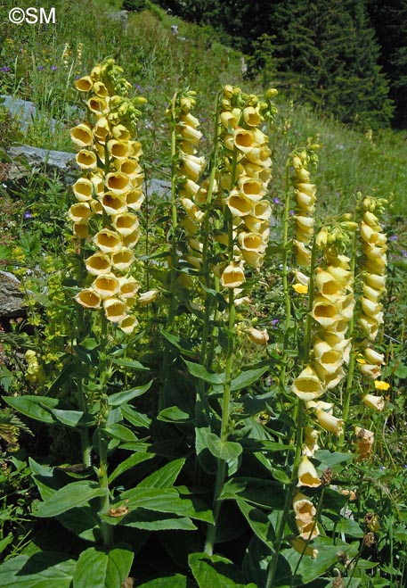 Digitalis grandiflora