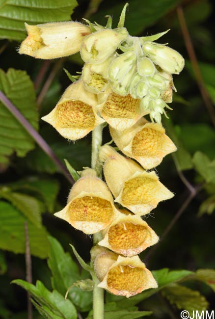 Digitalis grandiflora