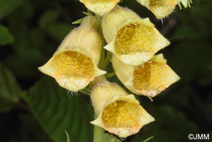 Digitalis grandiflora
