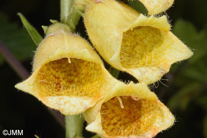 Digitalis grandiflora
