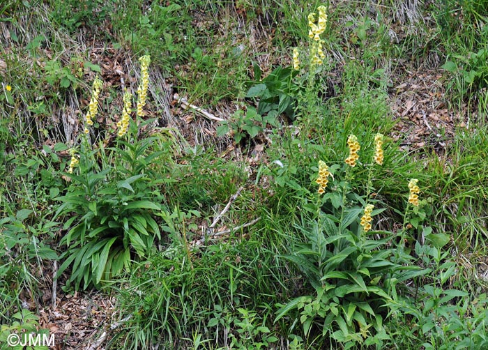 Digitalis grandiflora