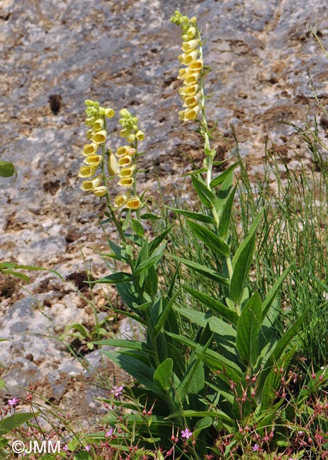 Digitalis grandiflora