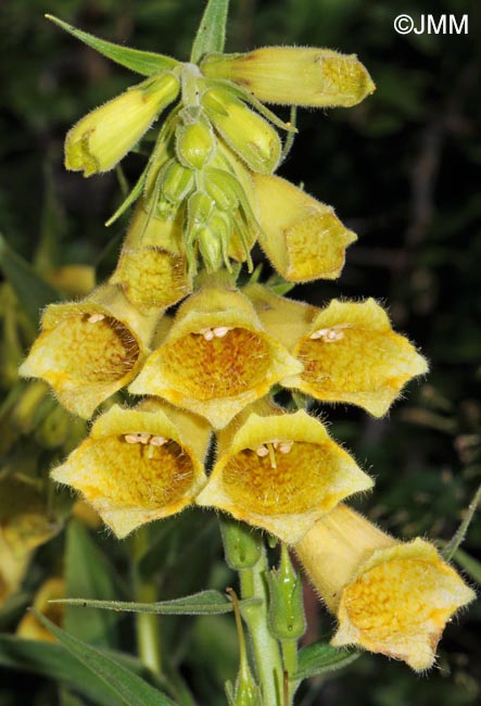 Digitalis grandiflora