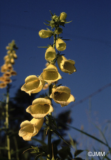 Digitalis grandiflora