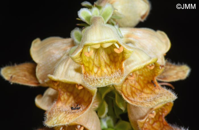 Digitalis laevigata