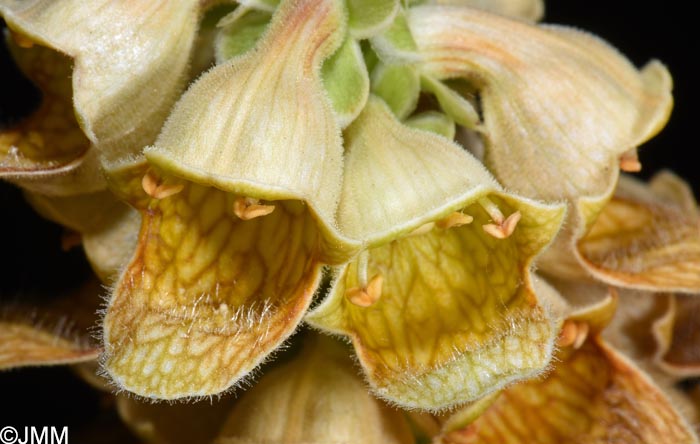 Digitalis laevigata