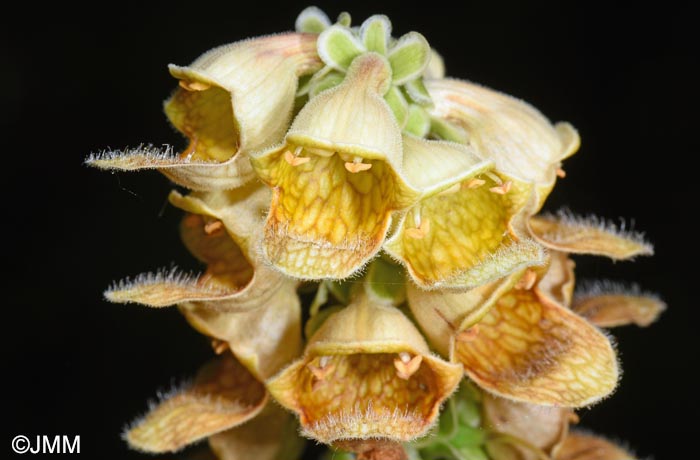 Digitalis laevigata