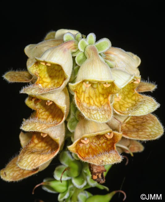 Digitalis laevigata