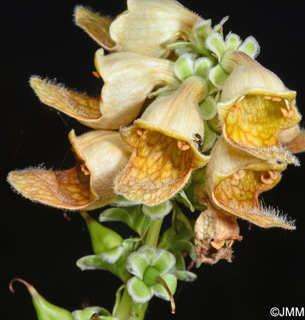 Digitalis laevigata