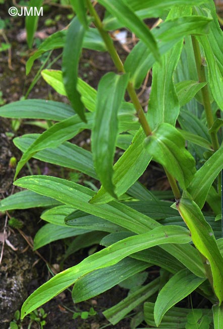 Digitalis laevigata