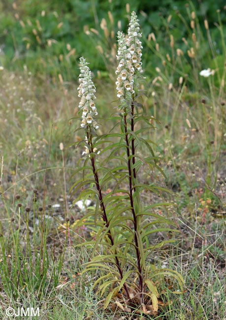 Digitalis lanata