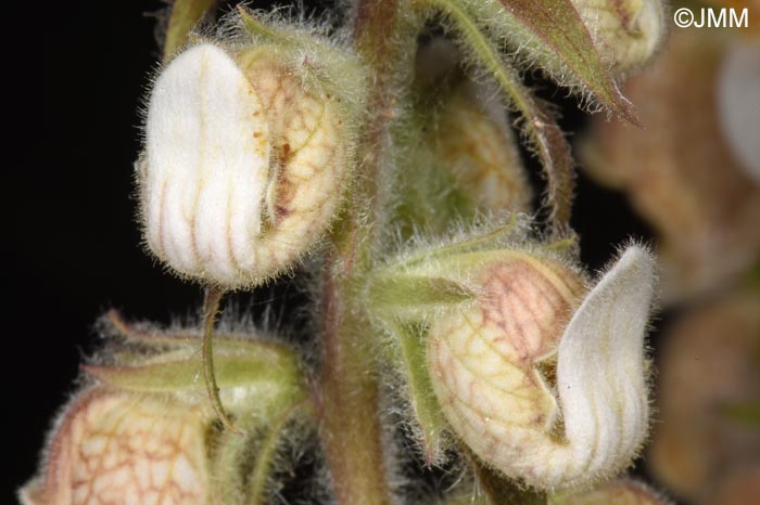 Digitalis lanata