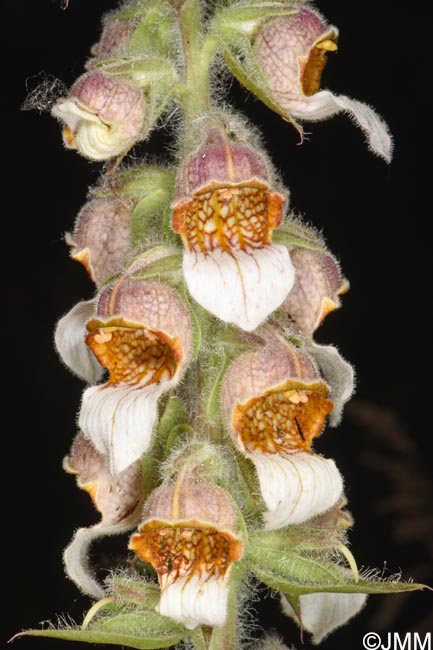 Digitalis lanata