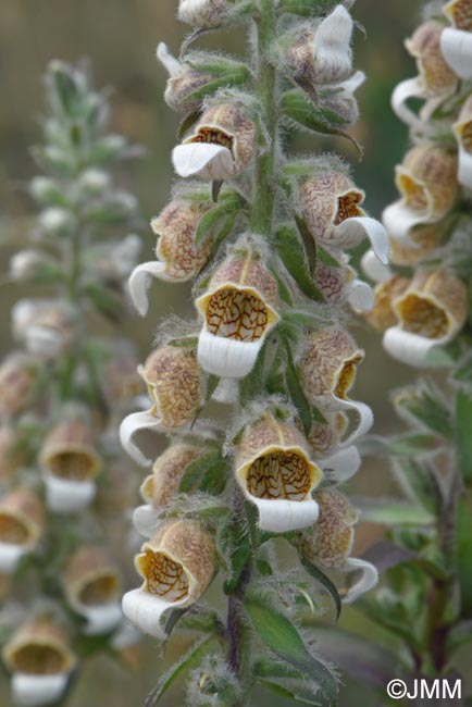 Digitalis lanata