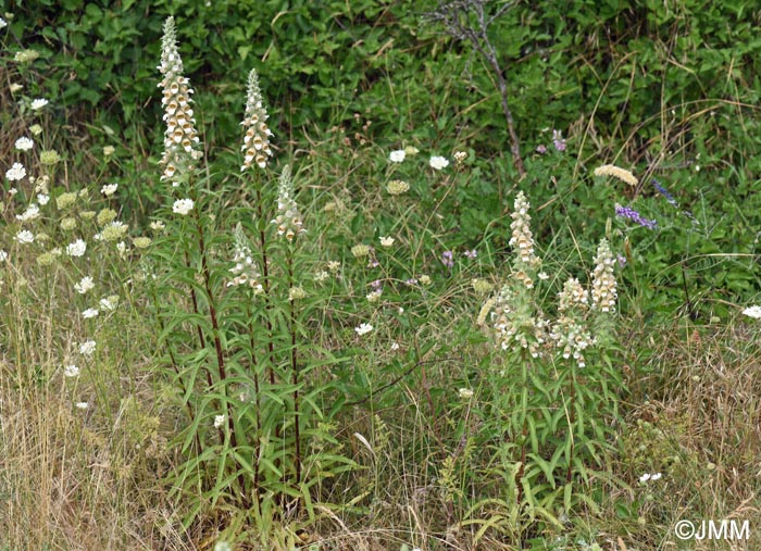 Digitalis lanata