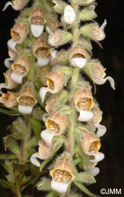 Digitalis lanata