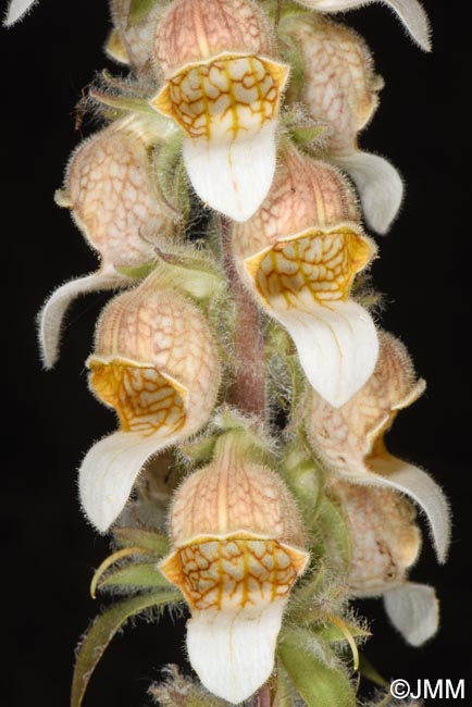 Digitalis lanata