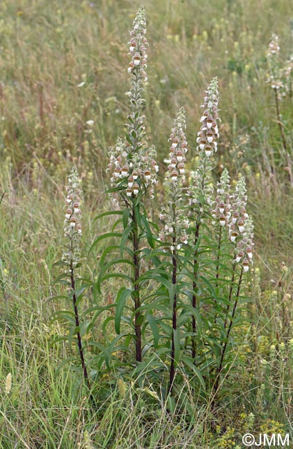 Digitalis lanata