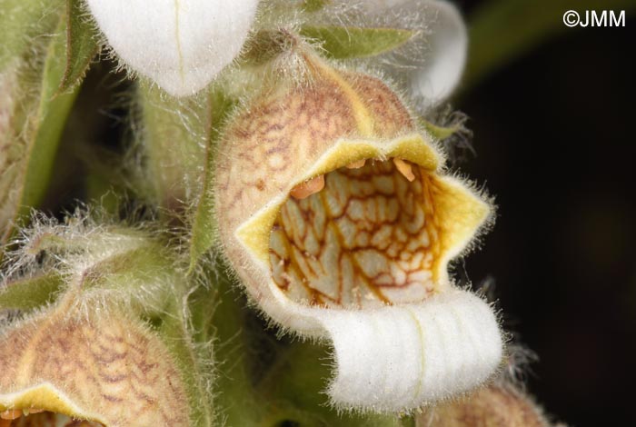Digitalis lanata