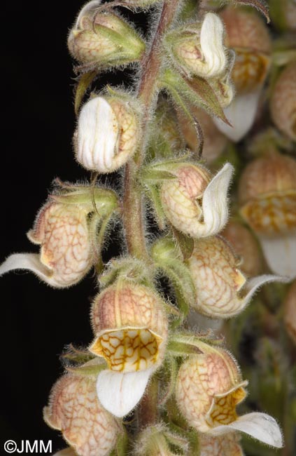 Digitalis lanata