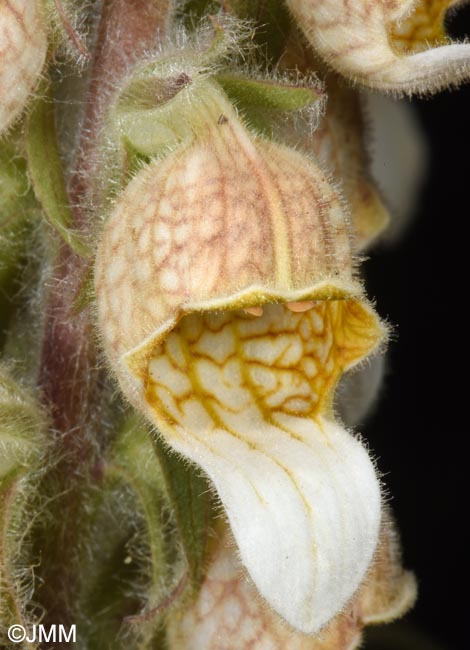 Digitalis lanata