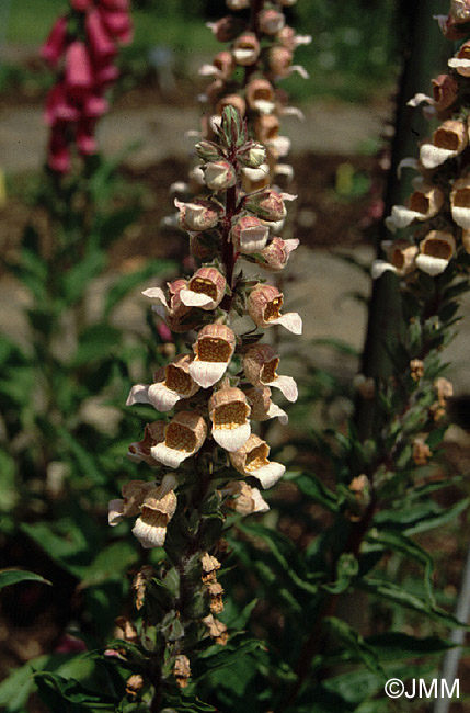 Digitalis lanata