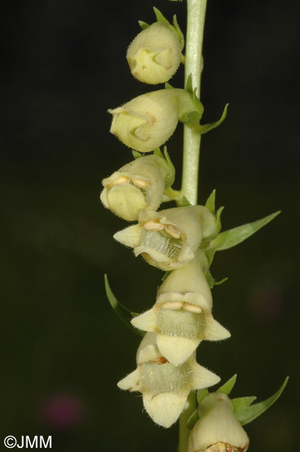 Digitalis lutea