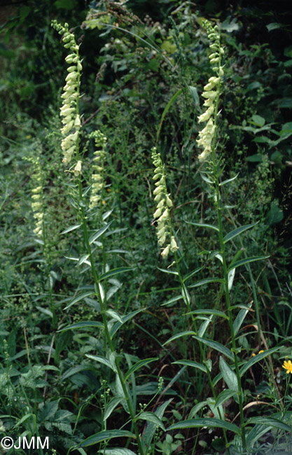 Digitalis lutea