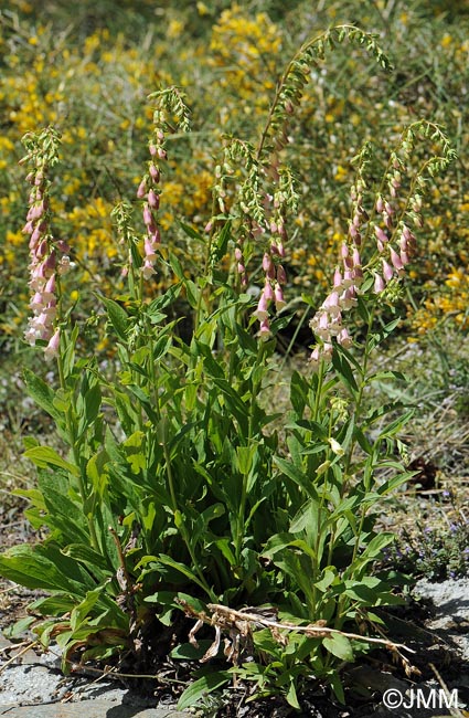 Digitalis lutea x Digitalis purpurea var. nevadensis 