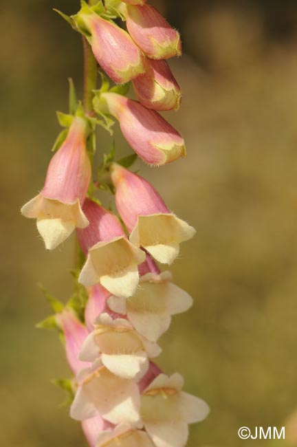 Digitalis lutea x Digitalis purpurea var. nevadensis 