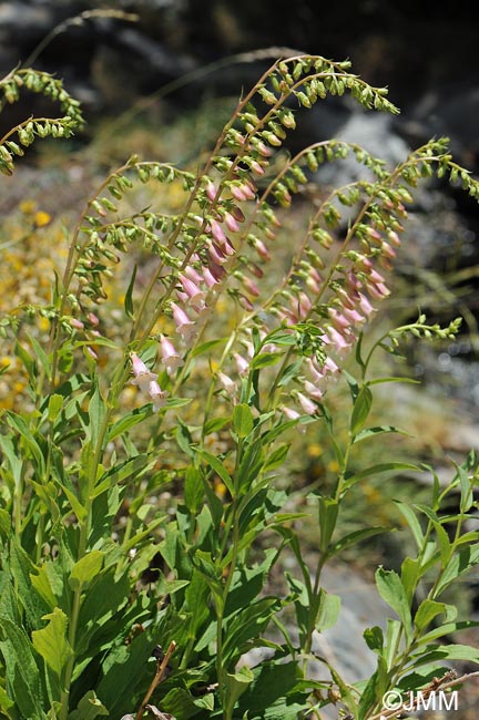 Digitalis lutea x Digitalis purpurea var. nevadensis 