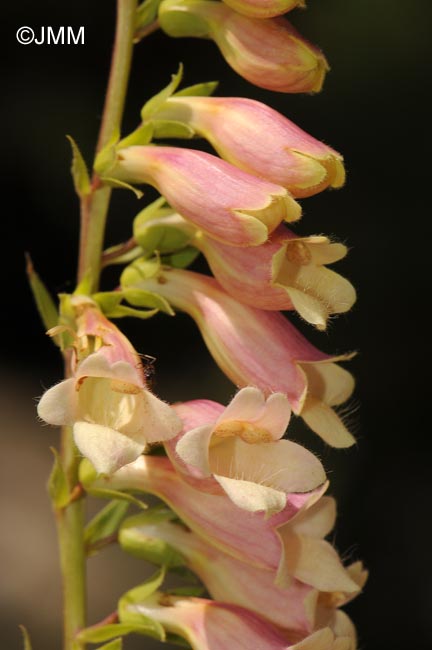 Digitalis lutea x Digitalis purpurea var. nevadensis 