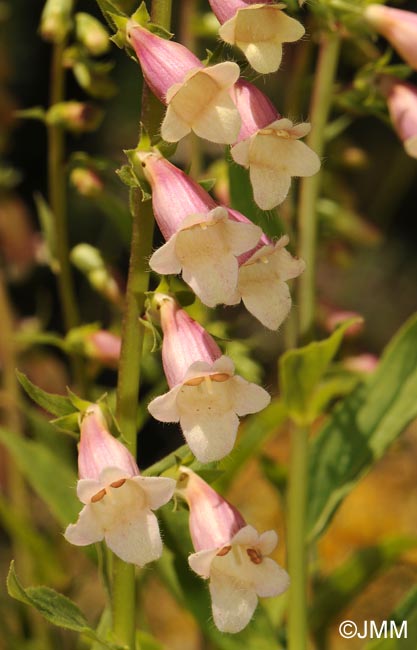 Digitalis lutea x Digitalis purpurea var. nevadensis 