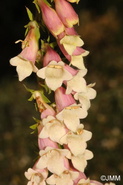 Digitalis lutea x Digitalis purpurea var. nevadensis 