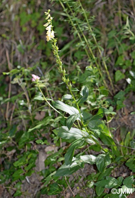 Digitalis micrantha