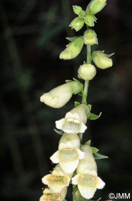 Digitalis micrantha