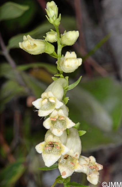 Digitalis micrantha = Digitalis lutea subsp. australis